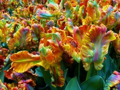 Rainbow Tulips Dena