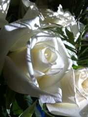 White Rose 20