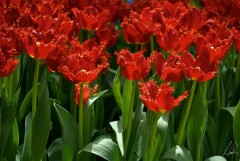 Tulips red 27
