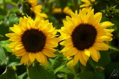 Sunflowers 30