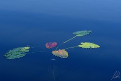 Water Lilies leafs