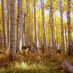 Peaks Aspen