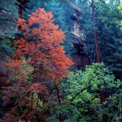 West Fork