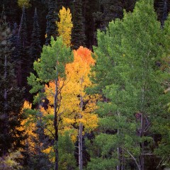 N GC Fall
