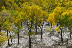 Zion Trees Leafs