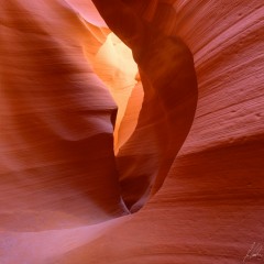 Antelope 5
